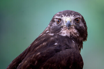 Close-up of a Red-shouldered Hawk.  