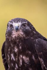 A close-up of a hawk's head and upper body.  