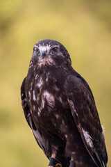 A close-up of a hawk