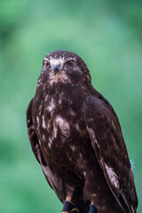 A close-up of a hawk, 