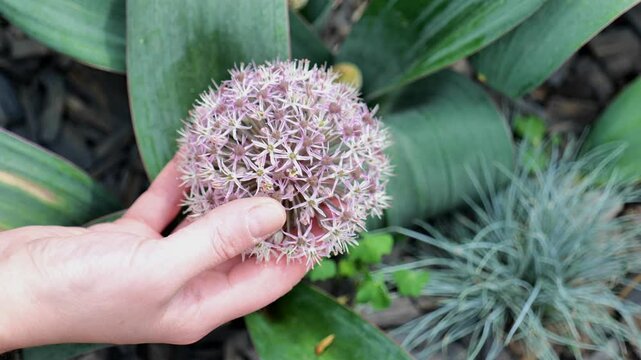 Allium karataviense family Alliaceae.roundhead flowering onions.Decorative purple onion in hands in summer garden.Womens hands hold a blooming onion.Summer bulbous flowers in lilac shades.