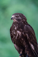 Close-up of a hawk, likely a trained bird of prey, perched on a person's gloved hand.  