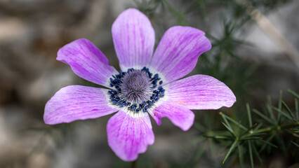 Pink and blue Anemone coronaria and hortensis, the poppy anemone, Spanish marigold, or windflower family Ranunculaceae, flower in the garden and landshaft design