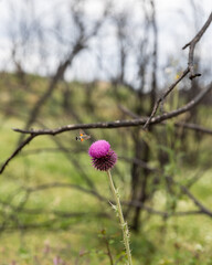 Silybum marianum or milk thistle, blessed milkthistle, Marian thistle, Mary thistle, Saint Marys thistle, Mediterranean milk thistle, Scotch thistle, medicine and pharmaceutical use, butterfly