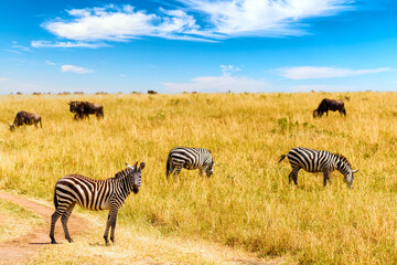 Naklejka premium African landscape. Zebra and wildebeests grazing in a grass of african savannah. Masai Mara national Reserve, Kenya.