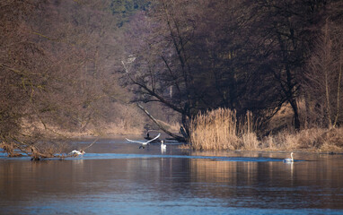 Wodny krajobraz z lecącymi łabędziami © kubikactive