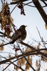 A mountain ash ouzel on a branch