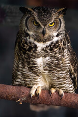 A Great Horned Owl  is perched on a branch, seemingly at rest.  