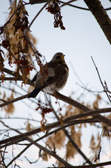 Obraz premium A mountain ash ouzel on a branch