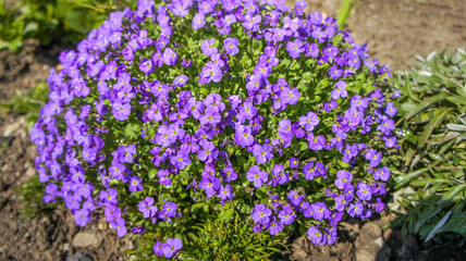 Fototapeta premium Pink and blue Aubrieta deltoidea species of flowering plant in the mustard family. Common names include lilacbush, purple rock cress and rainbow rock cress, flower in the garden and landshaft design