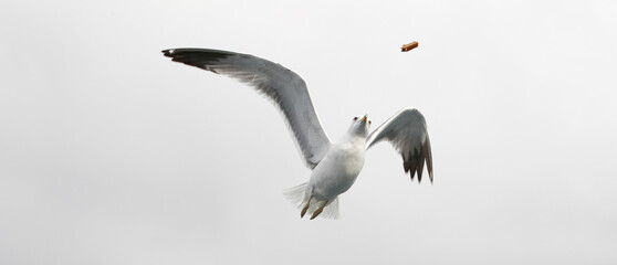 Obraz premium Feeding seagulls in flight. Seagull catches bread in the air. Seagull close-up in the gray sky on a cloudy day.