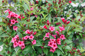 Pink Weigela florida or hortensis deciduous shrub in family Caprifoliaceae, flower in the garden and landshaft design