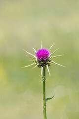Silybum marianum or milk thistle, blessed milkthistle, Marian thistle, Mary thistle, Saint Marys thistle, Mediterranean milk thistle, Scotch thistle, medicine and pharmaceutical use