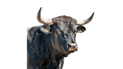 Black bull in natural setting during daylight