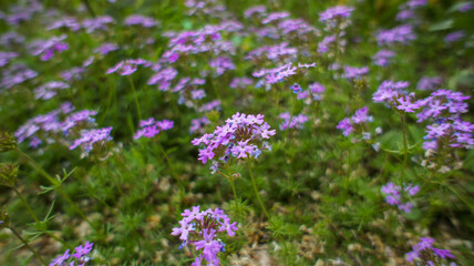 Blue Verbena bipinnatifida, commonly called Dakota mock vervain, prairie verbena, Moradilla, flower in the garden and landshaft design