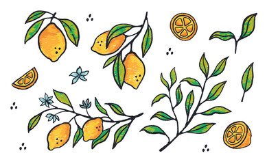 Hand drawn set of lemons fruit. Slice of lemon with branch and flower in ink doodle style. Paint brush creative art