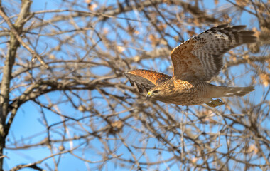 Red-shouldered hawk in flight past a bare tree in winter.