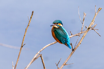 Eisvogel 10