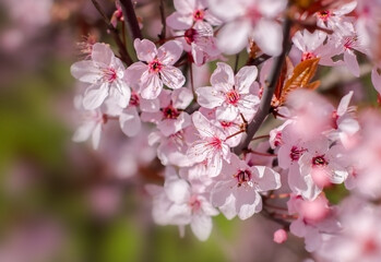 Obraz premium Pink Cherry Blossoms. Spring background