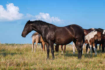 Very fat dark horse sleeping in the field on the background of the herd