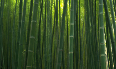 Fototapeta premium Lush green bamboo forest showcases tall, slender stalks surrounded by vibrant foliage
