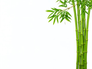 Lush green bamboo stalks reaching upward against a plain white background for natural tranquility