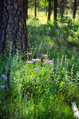Fototapeta premium purple spring flowers in a Colorado forest setting with tree trunk