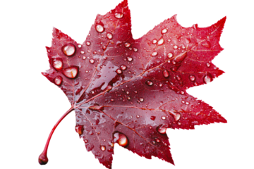 Vibrant red maple leaf with water droplets