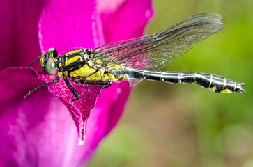 Dragonfly resting on flower bud with purple tulip.