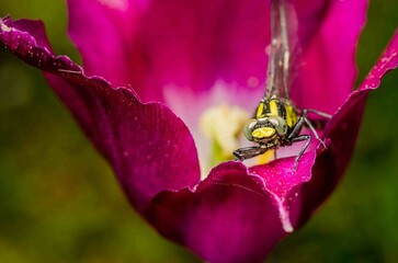 Side view of a dragonfly resting on a flower bud.