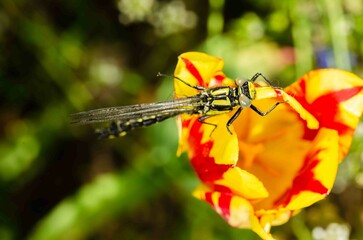 Dragonfly on a yellow and red flower bud.