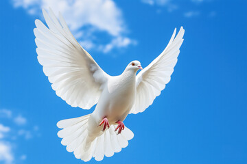 Obraz premium White dove gliding beneath a vivid blue sky