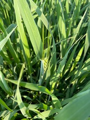 Obraz premium Floracion trigo