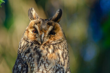 A brown owl with its head tilted to the side