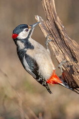 A bird is perched on a tree branch. Great Spotted Woodpecker (Dendrocopos major).