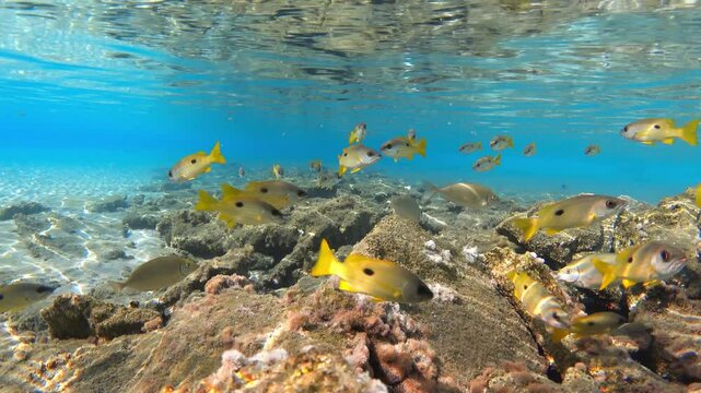 School of blackspot snapper (Lutjanus ehrenbergii) fishes, Red Sea. 4K stock video footage