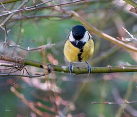 great tit parus major
