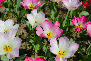 Beautiful tulip flower garden. The Expo 70 Commemorative Park, Osaka, Japan