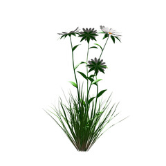 White Flower With Grass, flowers and leaves  transparent isolated background 3d rendering PNG