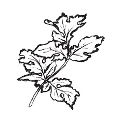 Black and white vector line drawing of a parsley branch. Suitable for culinary projects, packaging, logos, restaurant design, menus, and farm products.