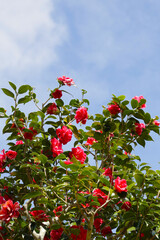 Beautiful camellia flower on tree. The Expo 70 Commemorative Park, Osaka, Japan