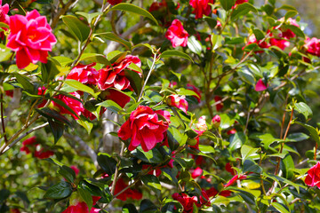 Obraz premium Beautiful camellia flower on tree. The Expo 70 Commemorative Park, Osaka, Japan