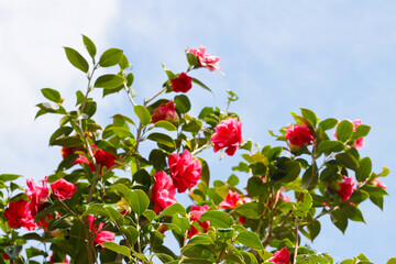 Beautiful camellia flower on tree. The Expo 70 Commemorative Park, Osaka, Japan
