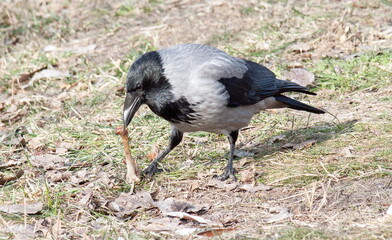 black crowned night heron