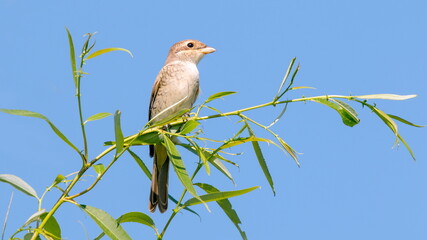 red backed shrike