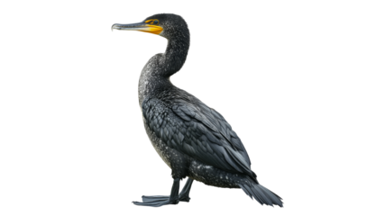 Black cormorant standing on the shore