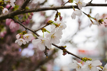 Branches of sakura flowers, cherry blossom