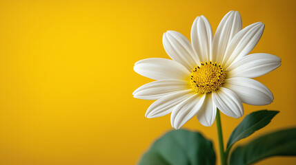 Naklejka premium Bright white daisy against a vibrant yellow background, perfect for spring-themed designs, wellness branding, and nature-inspired marketing. Copy space
