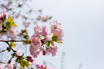 Branches of sakura flowers, cherry blossom