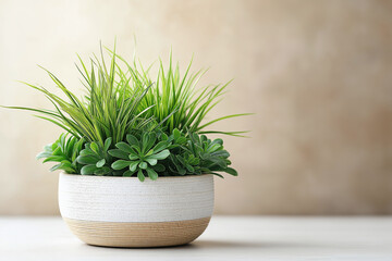 Suculuents in a light pot on the left against a light gray background. Decor element, growing house plants